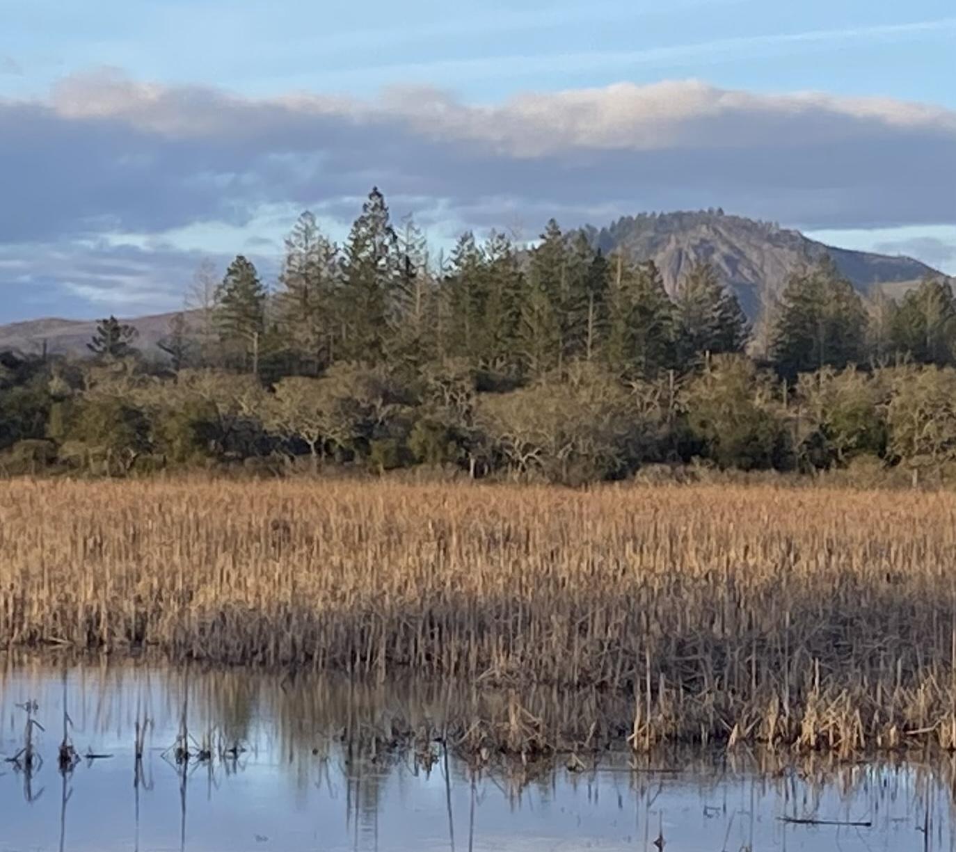 S2 06 Red winged Blackbirds Sing Conk la Ree