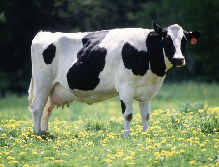 Cow female black white