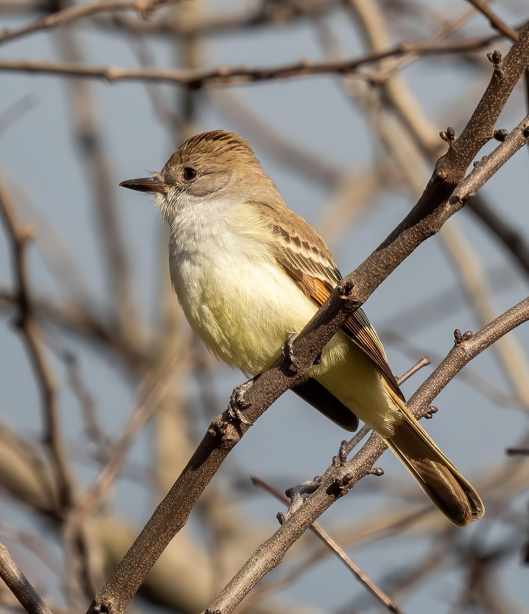 Ash throated flycatcher 839172