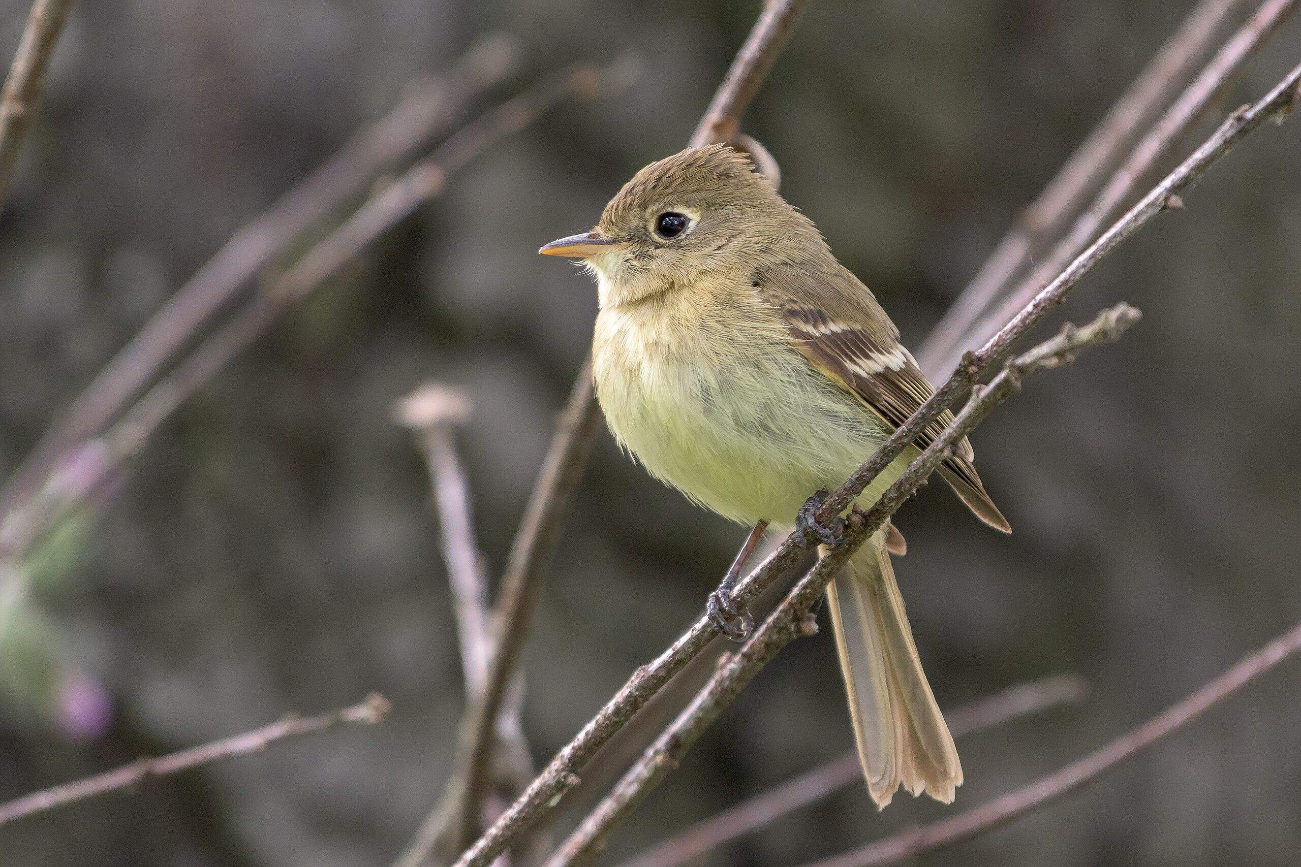 Pacific slope Flycatcher 40240