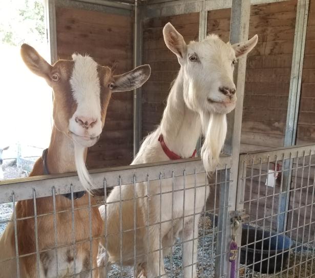 Goats ForgetMeNotFarm