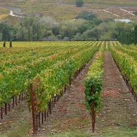 1200px Ferrari carano vineyard in Dry Creek