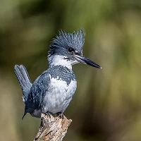 Belted Kingfisher 24120918989