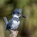 Belted Kingfisher 24120918989