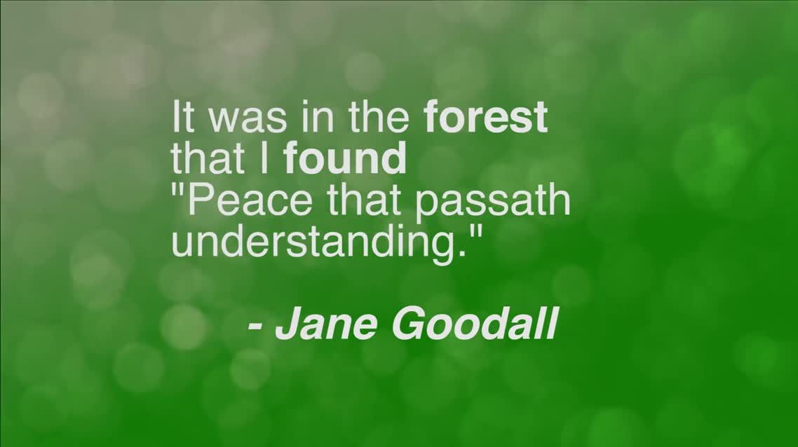 It was in the forest