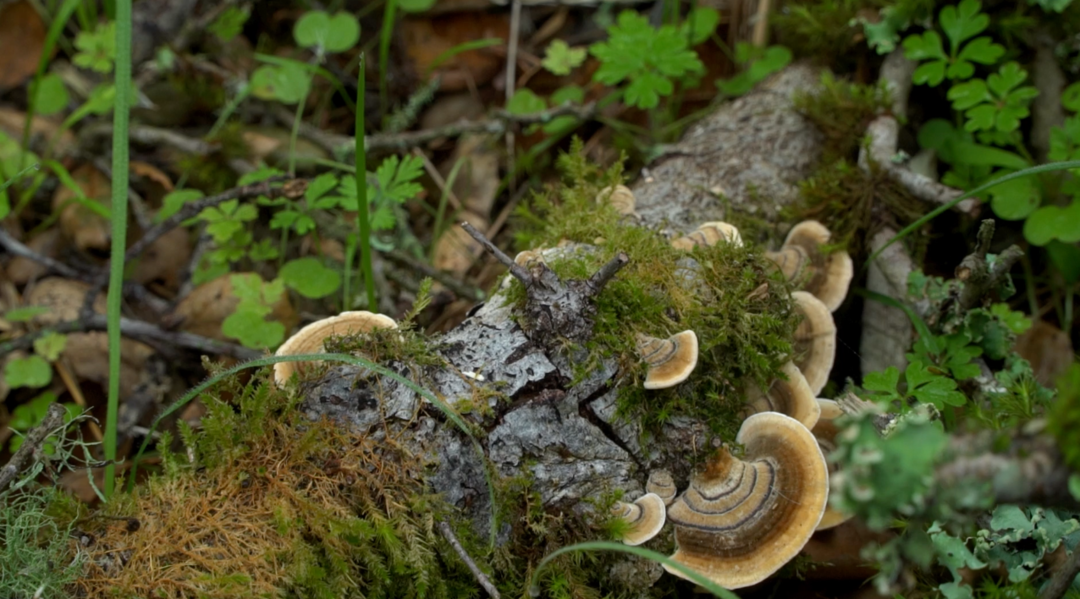 Hunting for Wintertime Fungi in Sonoma County | Bay Area Bountiful