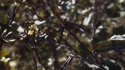 What's the Buzz about Wild Bees? - California Matters