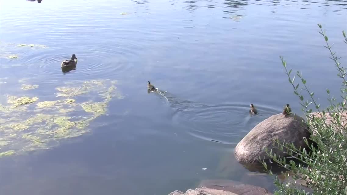 Community Organizing - English