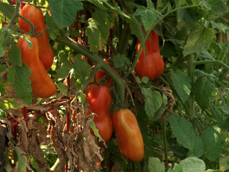 Growing Food During a Drought Short Story