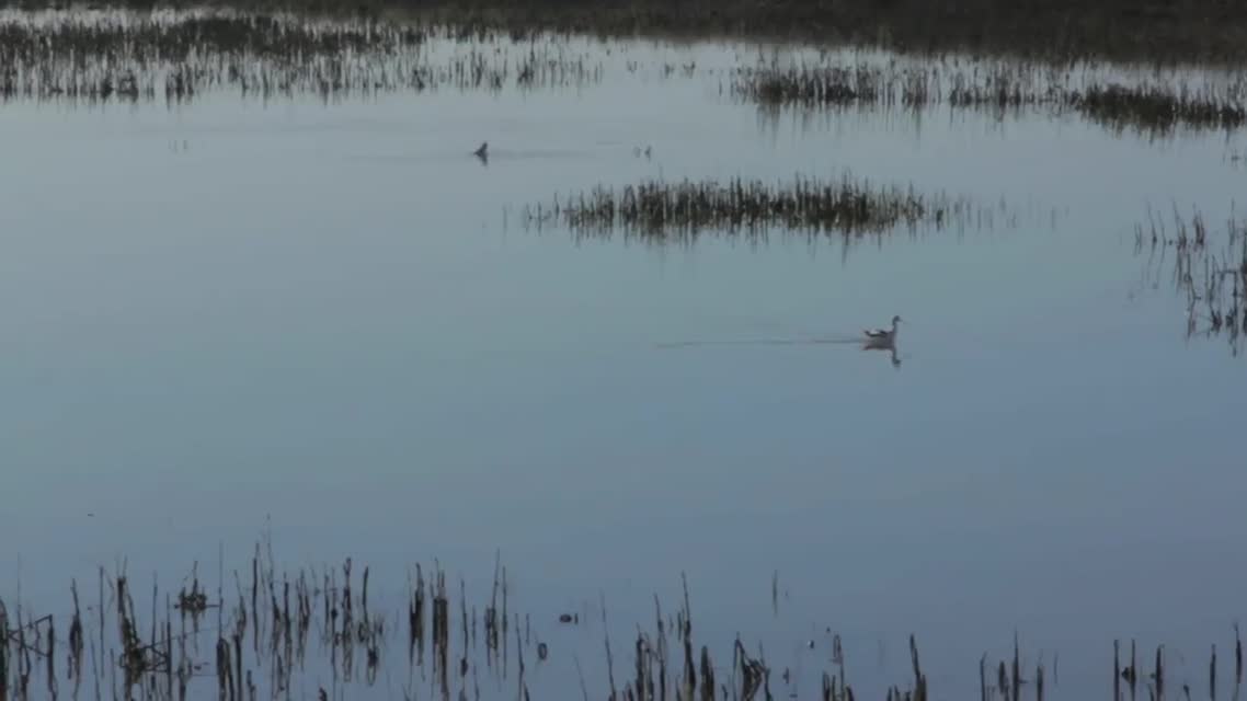 Sears Point Wetlands Restoration